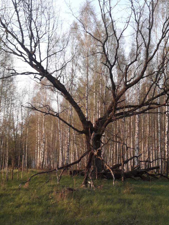 In Nature Białowieża Eksteriør billede